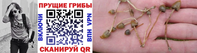 Купить где  Сольцы  Галлюциногенные грибы ЛСД 
